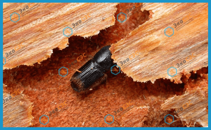 Эффективный способ защиты деревянного дома от короедов и воздействий жуков вредителей